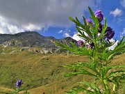 71 Aconitum napellus (Aconito napello) con vista in Arera